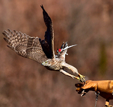 전북 진안의 매 사냥 / 전북 진안에서는 ‘매’를 이용한 꿩 사냥이 전통으로 남아 있다. 이는 전라도가 오래전부터 매와 관련돼 있음을 보여주는 것으로 ‘매’=‘응준’=마한 남부연맹을 상징하고 있다.