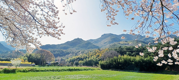 죽정마을의 봄  / 죽정마을에 벚꽃이 한창이다. 사진 중앙에 문산재 월대암이 바라보인다. 