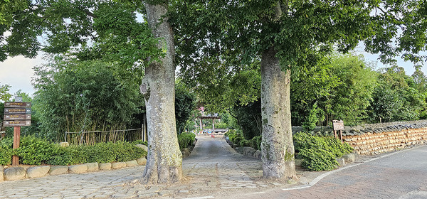 군서면 서구림리 죽림정 들어가는 입구에 두 그루 팽나무가 마치 일주문 기둥처럼 우람하게 서 있다. 입구 양쪽에 심어진 대나무와 동백나무 숲을 지나 죽림정이 보인다. 