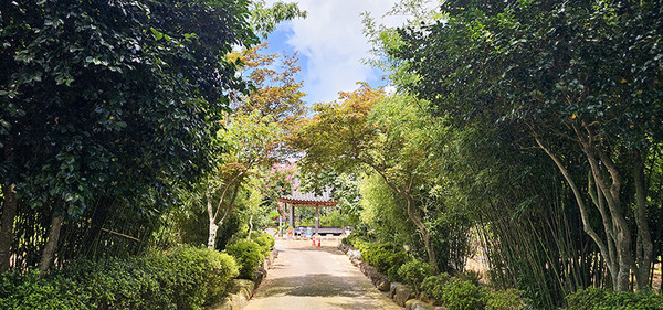 죽림정 가는 길 - 정자 이름에 걸맞게 초입에 길가 양쪽으로 대나무가 무성하다. 옛날에는 주변 전체가 모두 대나무숲이었는데 지금은 입구에만 가로수처럼 남아 있다. 규모는 작지만 어떤 유명 정자 못지않게 많은 이야기를 지니고 있다. 구림마을을 제대로 알고자 한다면 반드시 죽림정의 고색창연한 마루에 앉아 한나절을 보내볼 것을 권하고 싶다. 정자 내부 상단에 걸린 수많은 편액과 글씨들을 차례로 감상하다 보면 옛 선인들의 풍류와 인품이 눈앞에 선하게 다가온다.