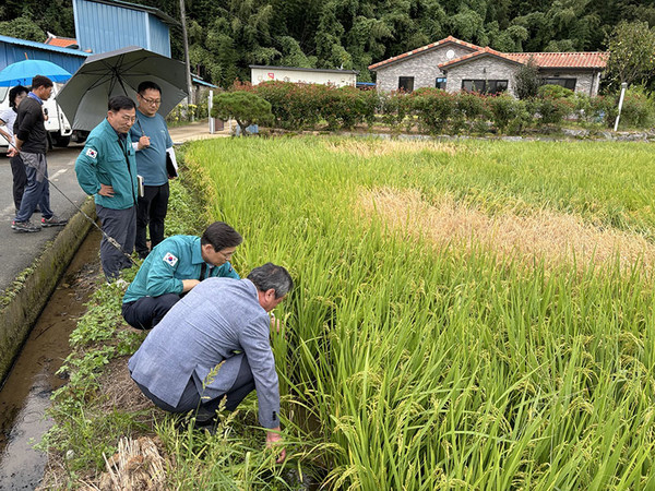올들어 지속적인 폭염으로 벼멸구 피해가 확산되고 있는 가운데 우승희 군수가 지난 16일 금정면 월평마을 들녘에서 농협 등 관계자와 벼멸구 현장을 둘러보고 있다.
