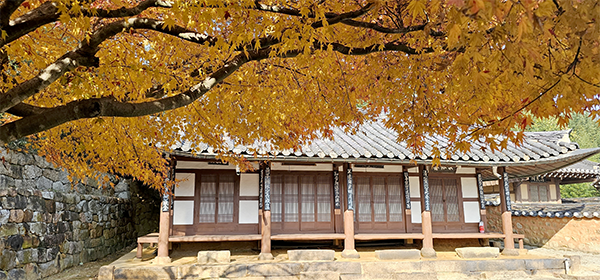 죽정서원의 가을 풍경 - 간죽정에서 서쪽으로 나 있는 계단을 내려서면 오한공 박성건을 모신 죽정서원이 자리하고 있다. 주변에 노랗고 빨간 단풍이 물들어 늦가을 정취를 물씬 풍기고 있다. 박성건은 금성 향교 교수로 있을 때 가르쳤던 제자 10명이 소과에 합격하자 ‘금성별곡’이라는 경기체가를 지어 기쁨을 나타냈다. 올해 10월, 나주시는 금성별곡을 문화콘텐츠로 개발하여 나주 향교에서 ‘가무극 금성별곡’ 공연을 선보였다. 우리 영암보다 한발 앞서 나가는 것 같아 부러운 생각이다.