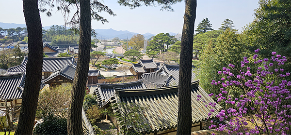 서호사 뒷동산에서 내려다본 구림마을 봄 풍경. 소나무 바로 아래 건물이 태호 조행립을 배향한 서호사이고, 그 아래 우측 건물이 창녕 조씨 종회소인 총취정이다. 외삼문 취정 너머로 남송정과 서호정을 나누며 흘러가는 군서천이 보인다. 저 멀리 희미하게 보이는 산이 은적산이다.