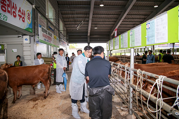 옛 모습 되찾은 영암 가축경매시장 지난 16일 재개장된 영암축협 가축경매시장에서 우승희 군수가 축산농가들과 경매시장에 나온 소를 살펴보고 있다.