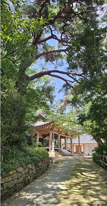 호은정 전경. 입구에 오래된 소나무가 한그루 우뚝 서 있다. 
