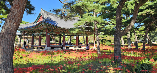 아름드리 소나무 숲 사이로 펼쳐진 꽃무릇 군락. 지금 회사정은 사방이 온통 꽃무릇으로 빨갛게 물들었다. 구림마을 탐방객들이 꽃무릇의 향연을 감상하며 사진을 찍느라 여념이 없다. 이번 주말이 절정에 이를 것으로 보인다.