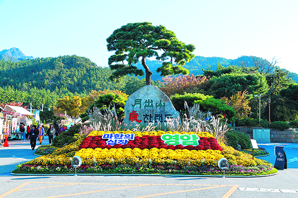 월출산 아래 그윽한 국화향 － 지난달 30일 개막된 ‘2025 월출산 국화축제’가 가을의 정취가 짙어지는 월출산 자락에 국화 향연이 한창 펼쳐지고 있다.
